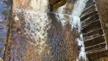 Şaşırtıcı güzellikte çağlayan bir şelale taştan bir barajın üzerinden akıyor, canlı, gür yeşilliklerle çevrili.