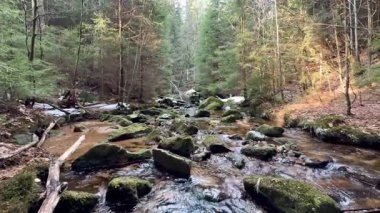 Bereketli bir orman boyunca akan sakin bir dere, Mosscovered kayalar ve güneş ışığı tepe örtüsünün içinden süzülüyor.