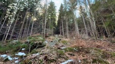 Dolambaçlı bir yol, yosunlu kayalar ve ince kar ipuçları içeren güzel, sakin bir orman manzarası keşfedin.
