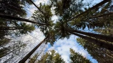Yükselen ağaçlar ve açık mavi gökyüzü ile dolu gür bir ormanın huzurlu ve huzurlu güzelliğini keşfedin.