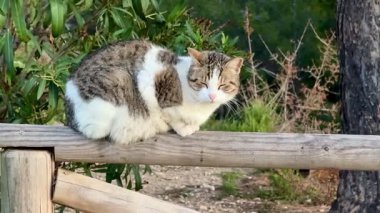 Sevimli ve çekici bir kedi, yeşil ve canlı doğayla çevrili, kırsal ahşap bir çitin üzerinde zarif bir şekilde oturur.