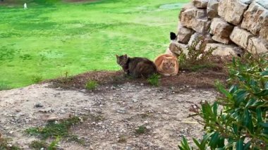 İki kedi, biri kahverengi ve biri turuncu, yeşil bir zeminde, taş bir duvarın yanında, sıcak güneş ışığının tadını çıkarıyorlar.
