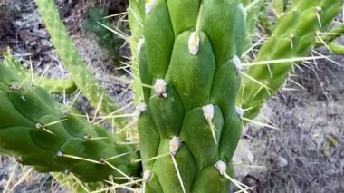 Yeşil yemyeşil bir kaktüsün doğal çöl habitatı ve ortamında güzel bir şekilde gelişmesinin yakın görüntüsü.