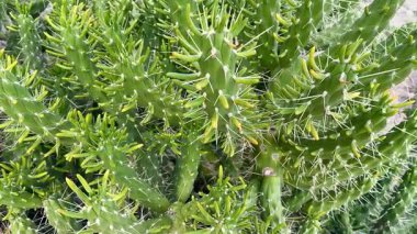 Kendine özgü dikenleri ve doğal ortamında zengin yeşil büyüyen canlı bir kaktüsün keşfi.
