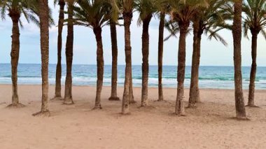Güzel bir palmiye ağacı manzarası kumlu bir sahil boyunca uzanır ve arka planda hafif dalgalar oluşur.