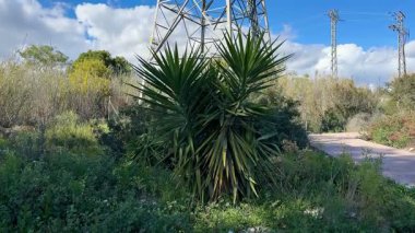 Yüksek bir elektrik iletim kulesi, berrak ve parlak bir gökyüzünün altındaki verimli ve canlı bir arazide zarifçe duruyor.