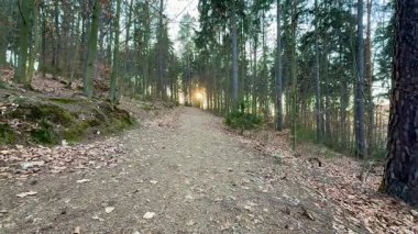 Sakin bir orman yolunda gün batımının sıcacık ışığıyla yıkanmış, doğa meraklıları için ideal bir yürüyüş.