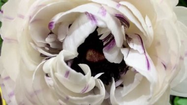 Bu resim çarpıcı beyaz bir çiçeğin yakın plan görüntüsünü yakalar. Bu çiçekte karmaşık, narin mor çizgiler bulunur.