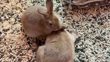 Sevecen tavşanlar huzur içinde rahatlar. Güçlü bağlarını gösterirler. Huzurlu doğal ortamlarında.
