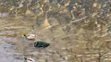 İki güzel ördek zarif bir şekilde suyla çevrili sakin bir gölette kürek çekiyor.