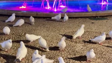 Zarif beyaz güvercinlerin yer aldığı sakin ve sakin bir manzara gece canlı ve canlı bir çeşmenin etrafında toplandı.