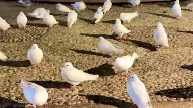 Huzurlu bir sahnede, beyaz güvercinler gece sakin bir çeşmenin etrafında toplanır, zarafetlerini ön plana çıkarırlar.