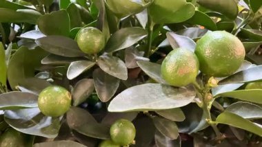 Bereketli yeşillik olgunlaşmamış narenciye meyvelerini sunuyor sağlıklı bir ağaçta gelişiyor, güzel bir şekilde doğasını gösteriyor cömertliğini.