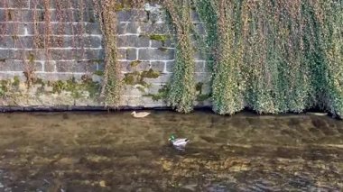 Canlı yeşil bitkiler ve yeşilliklerle çevrili berrak mavi sularda süzülen bir ördeğin sakin görüntüsü.