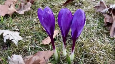 Güzel ve canlı mor kır çiçekleri ilkbaharın başlarında dökülen yaprakların arasından zarif bir şekilde ortaya çıkıyor.