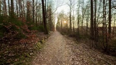 Rengarenk yapraklarla süslenmiş sakin ve sakin bir orman yolu ve ağaçların arkasında güneş zarifçe batıyor.