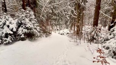 Sakin, huzurlu ve karlı bir patika sakin ve sakin bir kış ormanı boyunca zarafetle kıvrılıyor.