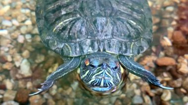 Canlı bir kaplumbağa zarif bir şekilde berrak sularda süzülür, çarpıcı ve güzel desenini gösterir.