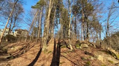Büyüleyici bir orman manzarası heybetli ağaçlar, berrak gökyüzü ve çarpıcı doğal güzellikler.