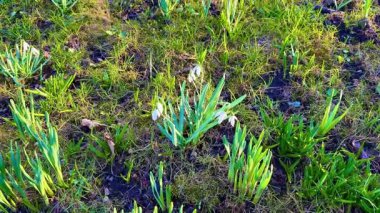 Güzel kar damlaları topraktan canlı bir şekilde çıkar, bu da baharın doğaya neşeli bir şekilde gelişini simgeler.