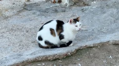 Güzel desenleri olan büyüleyici bir kedi, sakin bir açık hava ortamında, taştan bir yolda dinleniyor.