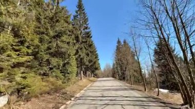 Sakin bir orman yolu, uzun ağaçlarla kaplı berrak mavi gökyüzüne uzanan, sakin yürüyüşler için mükemmel.