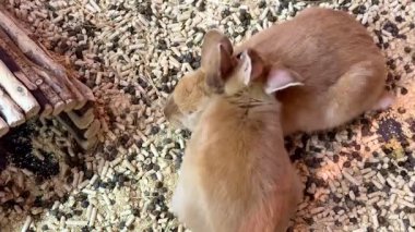 İki sevimli tavşan birbirine sokulmuş, huzurlu bir ortamda yumuşak yataklarda vakit geçiriyorlar.