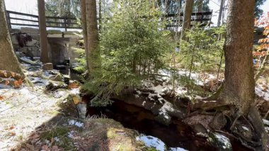 Sakin bir kış manzarası yumuşak bir dere, yumuşak kar ve sakin bir ormanda uzun çam ağaçları.