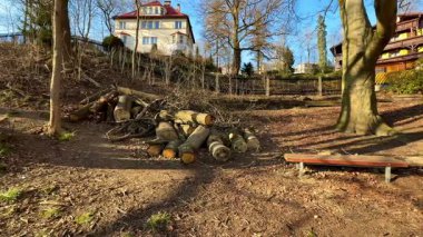 Güzel, sakin bir manzarada ağaçların yanında düzgünce istiflenmiş kütüklerin huzurlu ve resimsel bir görüntüsü.
