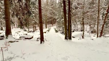 Yumuşak karla kaplanmış ve sakin manzaralarla çevrili sakin bir ormanda kış patikası.