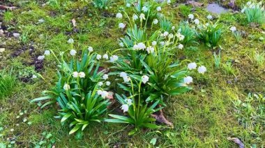 Narin kar damlası çiçekleri bahar başında canlı yeşil çimenler ve yumuşak yosunların arasında güzel bir şekilde açıyor.