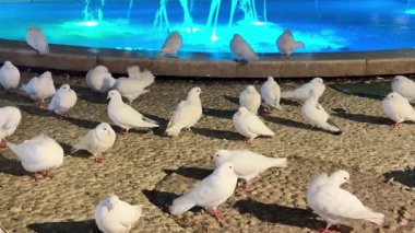 Parlayan bir fıskiyenin etrafında toplanan zarif beyaz güvercin sürüsünün yer aldığı sakin ve huzurlu bir sahne.