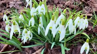 Kurumuş yaprakların arasında büyüleyici kar damlaları ortaya çıkıyor. Bu da bahar çiçeklerinin harika gelişini simgeliyor.