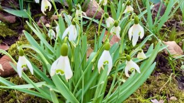 Huzurlu bir bahçede, güzel beyaz kar damlaları onları çevreleyen yemyeşil yapraklar arasında zarifçe çiçek açar.