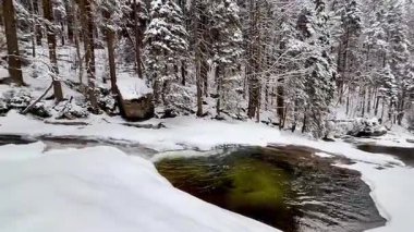 Güzel, sakin bir kış sahnesi karla kaplı bir dereyi gösteriyor zarif bir şekilde uzun, görkemli ağaçlarla çevrili.