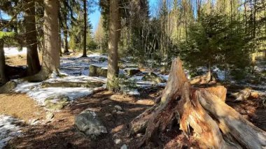 Huzurlu ve sakin bir orman sahnesinde karlı zeminin üzerinde görkemli bir şekilde duran uzun ağaçlar sergilenir.