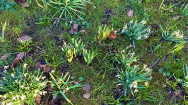 Büyüleyici bir bahçede, güzel kardamlaları taş patikalar boyunca yumuşak, yosunlu zeminlere bakıyor.