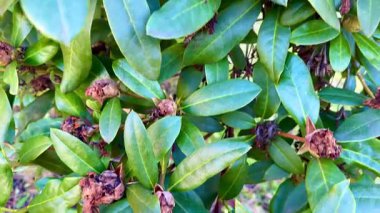 Çiftlik yaprağının ve çiçek açan çiçeklerin yakın çekim görüntüsü canlı yeşilliklerini ve doğal güzelliklerini sergiliyor.