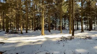 Huzurlu ve sakin bir kış ormanı sahnesi. Karlı bir manzarayla birlikte uzun, güzel ağaçlar sergileniyor.