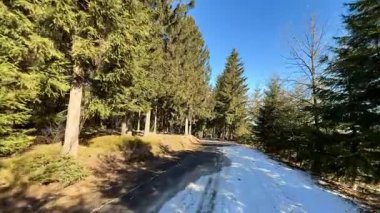 Güzel, sakin, karla kaplı bir yol zarif bir şekilde mavi gökyüzünün altındaki uzun ağaçların arasından geçiyor.