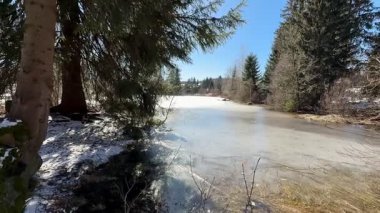 Sakin ve sakin bir kış sahnesi donuk bir göleti gözler önüne seriyor, açık mavi gökyüzünün altında uzun çam ağaçlarıyla çevrili.