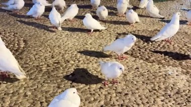 Beyaz güvercinlerin, göz kamaştırıcı gece ışıklarıyla aydınlatılan renkli bir çeşmenin yanında huzur içinde toplandığı huzurlu bir manzara.