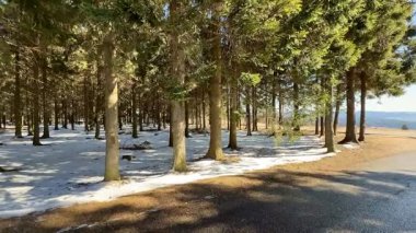 Huzurlu bir kış manzarası güzel, karla kaplı bir zemin, uzun, görkemli çam ağaçlarının yanında.