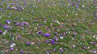 Çiçekli yeşil bir tarlada çiçek açan timsahların, sergilenen ilkbahar cazibesi ve güzelliğinin pitoresk bir görüntüsü.