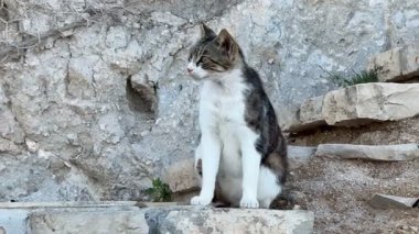Huzurlu bir kedi kayalık basamaklarda oturuyor, doğal bir arka planla çevrili. Doğa ve hayvan severler için mükemmel..
