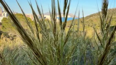 Bu, uçsuz bucaksız okyanusu gören kentsel ufuk çizgisi ve doğanın güzel ve pitoresk bir karışımı.