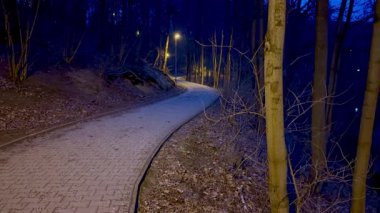Huzurlu ve aydınlık bir yol yıldızlı gece gökyüzünün altında karanlık ve gizemli bir ormanın içinden geçiyor.