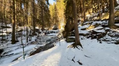 Huzurlu bir kış manzarası, uzun ağaçlar ve engebeli kayalarla süslenmiş huzurlu bir karlı orman yolu.