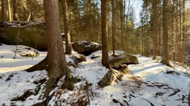 Huzurlu ve sakin bir kış ormanı karla kaplı bir zemin ve güneşli ağaçlar sergiliyor.