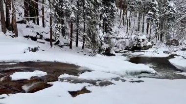 Huzurlu ve sakin bir kış sahnesi karlı bir nehri yakalar. Huzurlu bir manzarada uzun ağaçlarla çevrili güzel bir nehir.